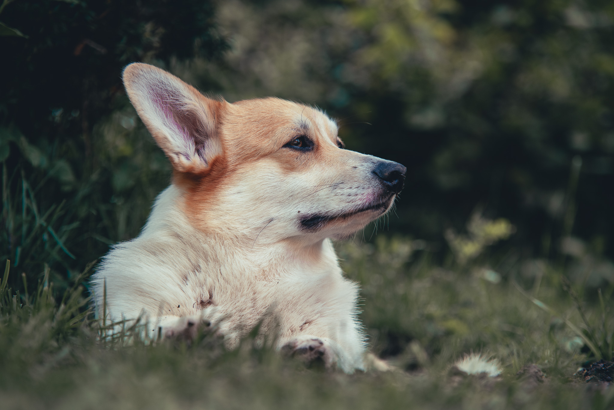 Hundeportrait im Freien – Tierfotografie, Albstadt & Zollernalbkreis